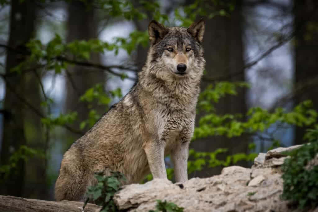 “Majestic Timber Wolf on Rocky Outcrop in Lush Forest Background” Wallpaper