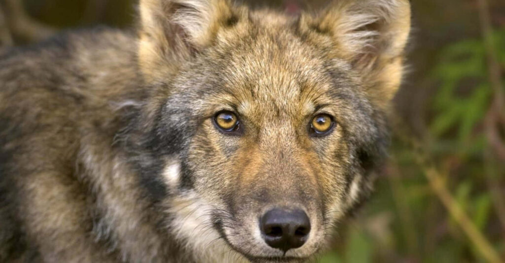 Majestic Timber Wolf in Lush Greenery Wallpaper - Wild Nature
