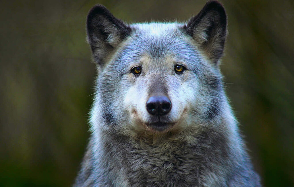 Majestic Timber Wolf in a Lush Wilderness Wallpaper Background