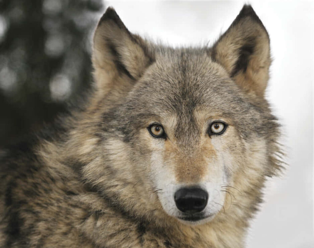 Majestic Timber Wolf Wallpaper: Serene Winter Forest Background