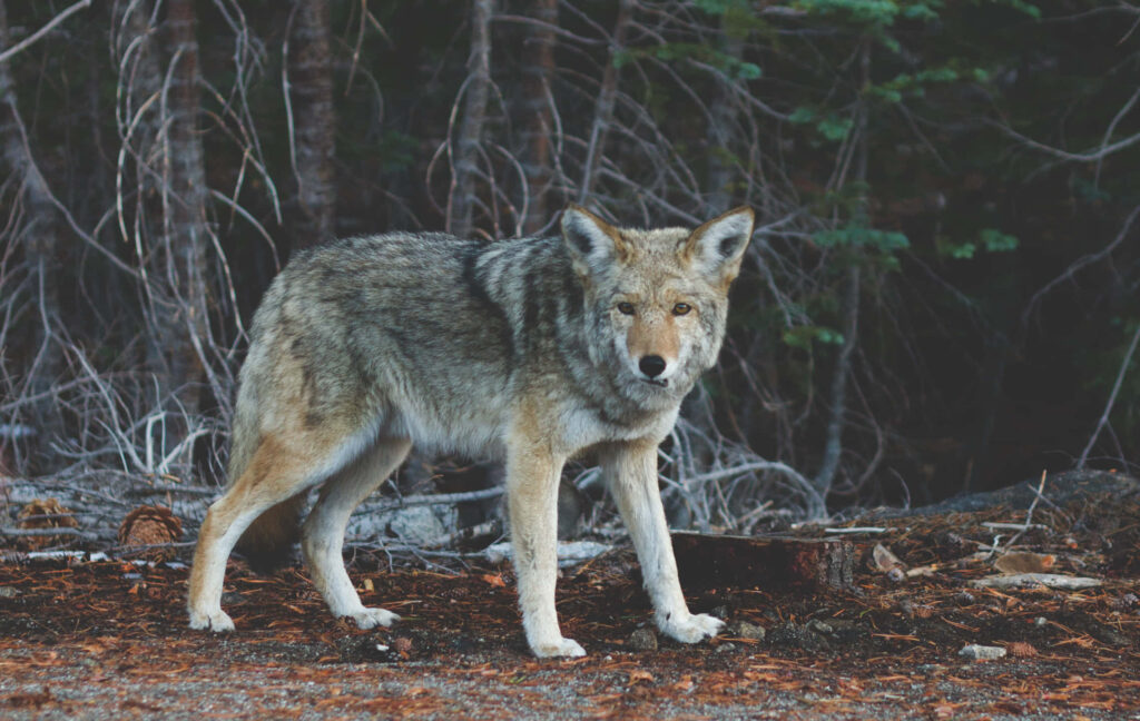 Majestic Timber Wolf in Dense Forest - Natural Beauty Wallpaper