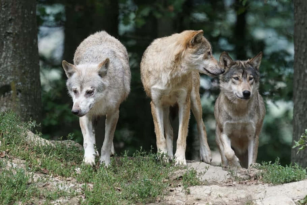 Majestic Timber Wolves in Lush Forest - Striking Wallpaper Art