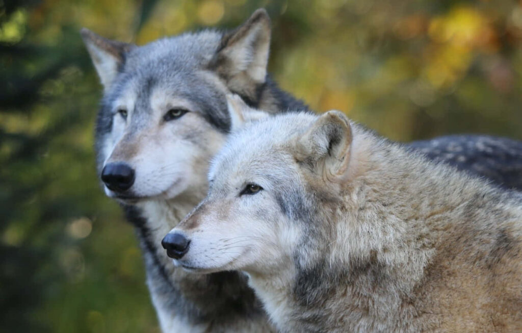 Majestic Timber Wolves in Nature - Intense Gaze Wallpaper