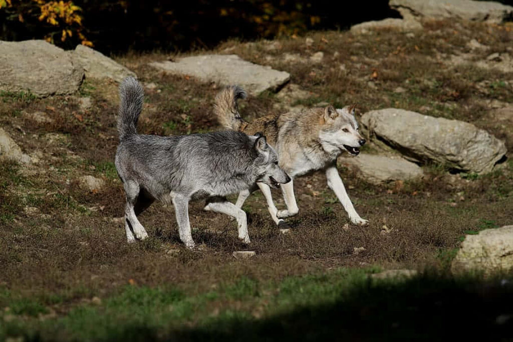 Majestic Timber Wolves in Rocky Forest Landscape Wallpaper