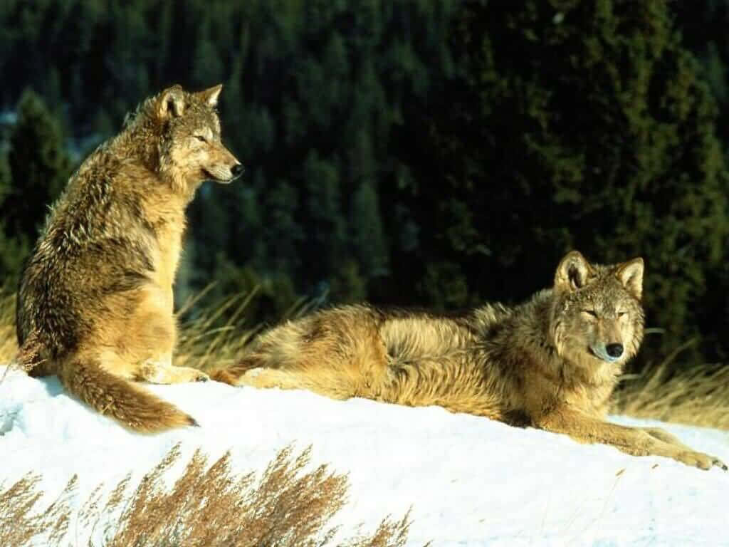 Majestic Timber Wolves Resting in a Snowy Evergreen Forest Wallpaper