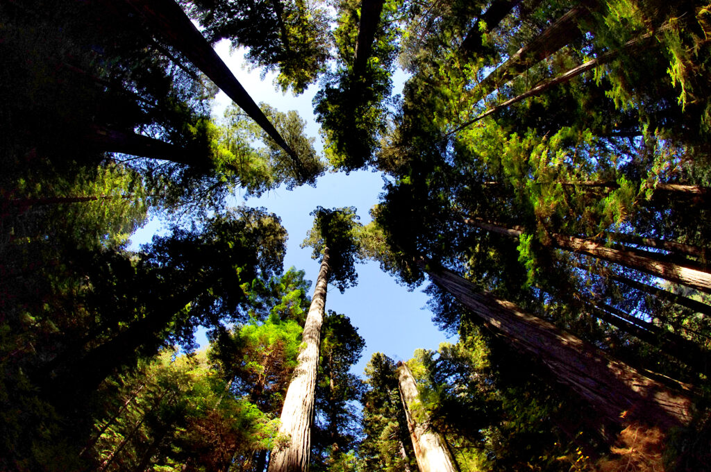 Fisheye view of towering tree trunks and vibrant green leaves forming a forest canopy wallpaper