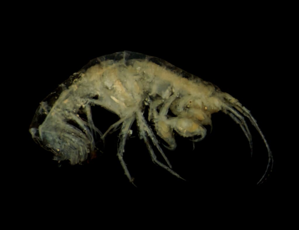 Majestic translucent amphipod floating in deep ocean darkness showcasing deep-sea life beauty Wallpaper