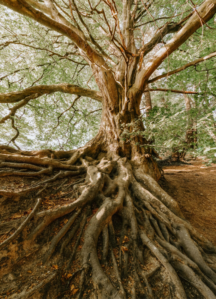 Majestic Tree 4K Wallpaper: Serene Roots & Sunlit Forest Background