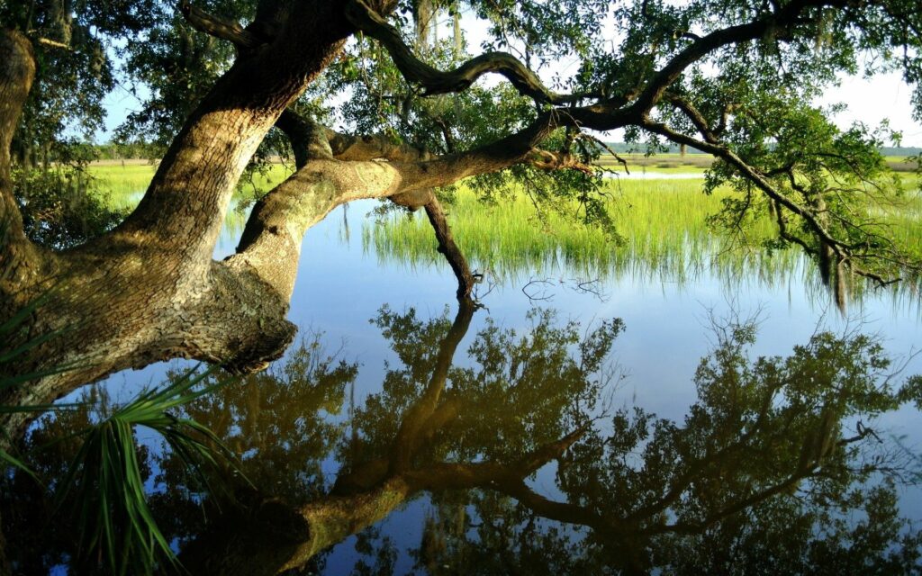 Majestic tree with sunlit branches reflected in calm blue pond surrounded by green grass and trees Wallpaper