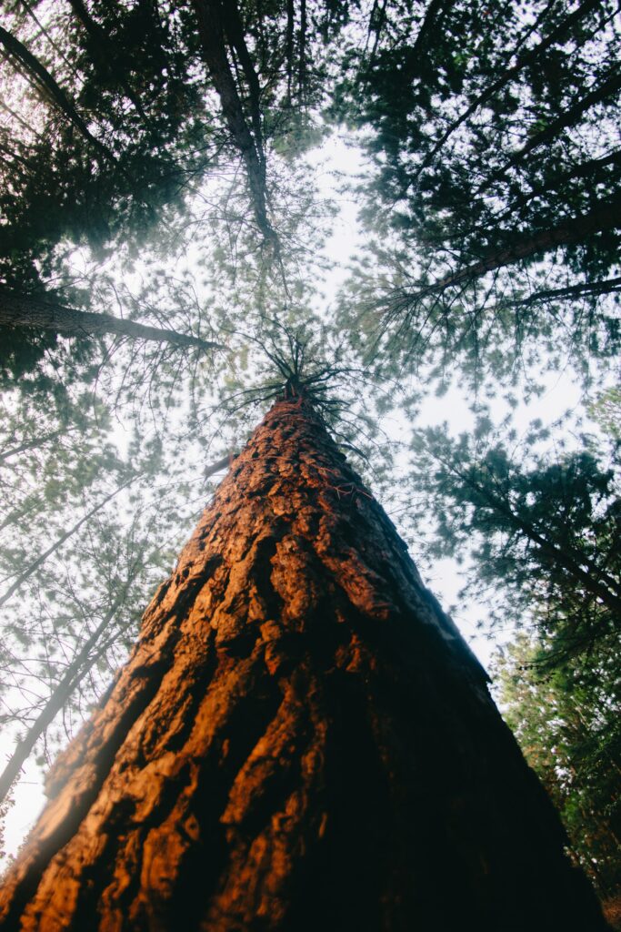 Textured tree trunk and towering crown in sunlit dense forest canopy wallpaper background
