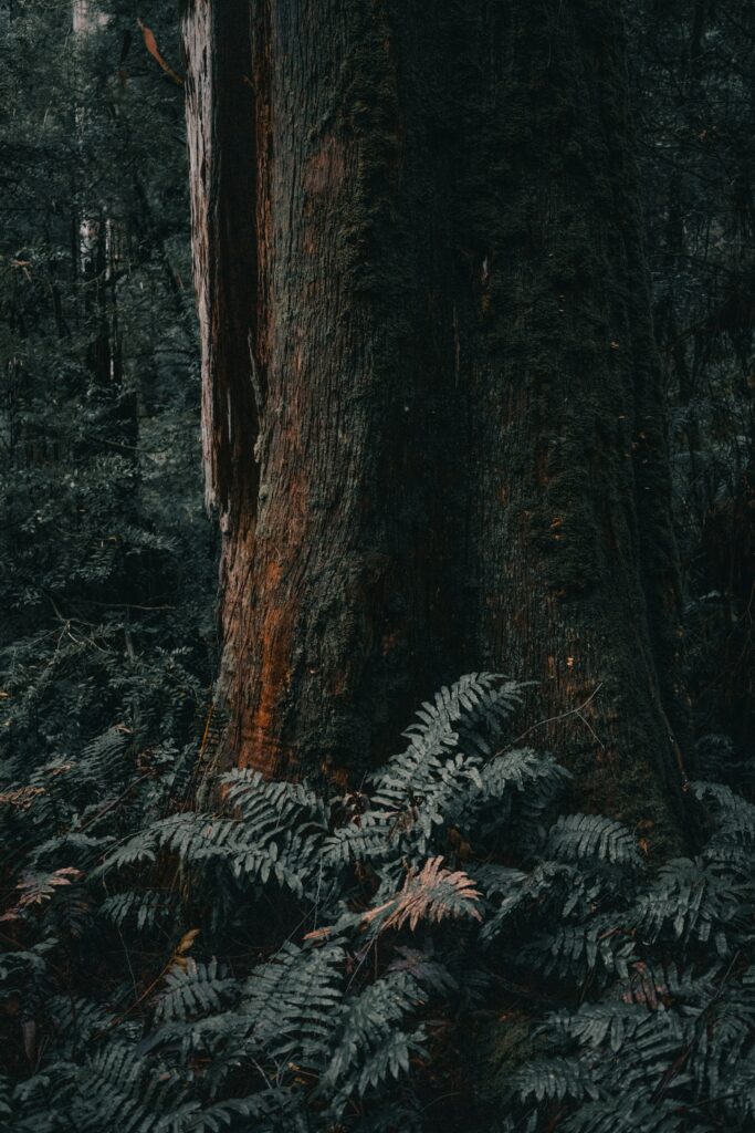 Massive tree trunk base with textured bark surrounded by vibrant green ferns in dense forest Wallpaper