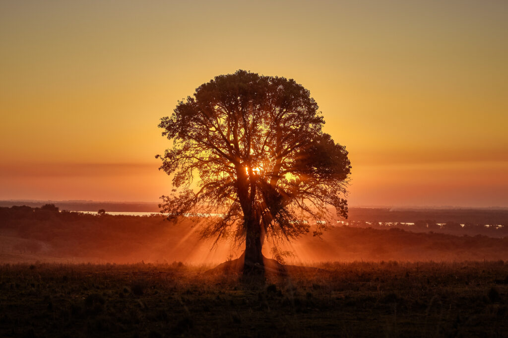 Majestic tree in open field at sunset with golden sunlight warm sky serene natural wallpaper background