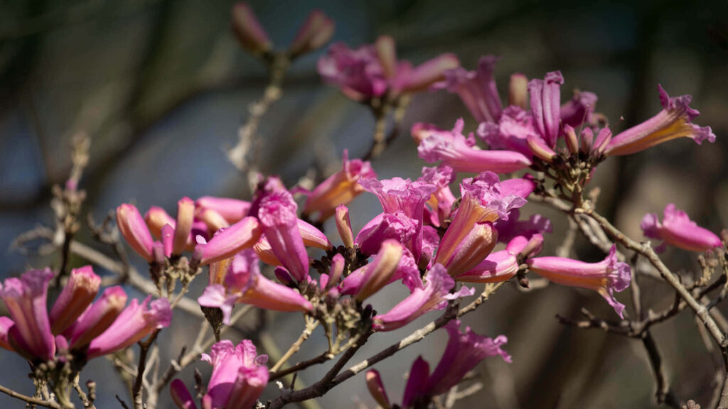 Majestic Pink Blossom Tree Wallpaper with Soft-Focus Background