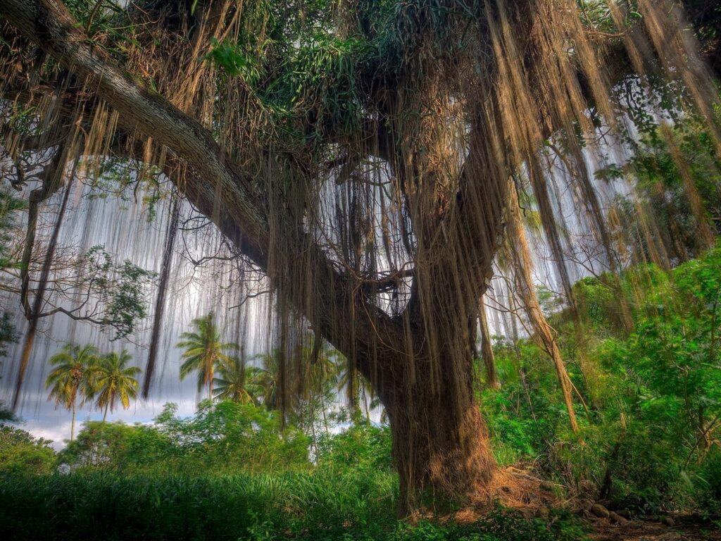 Majestic tree with sprawling branches and hanging roots in lush tropical forest wallpaper background
