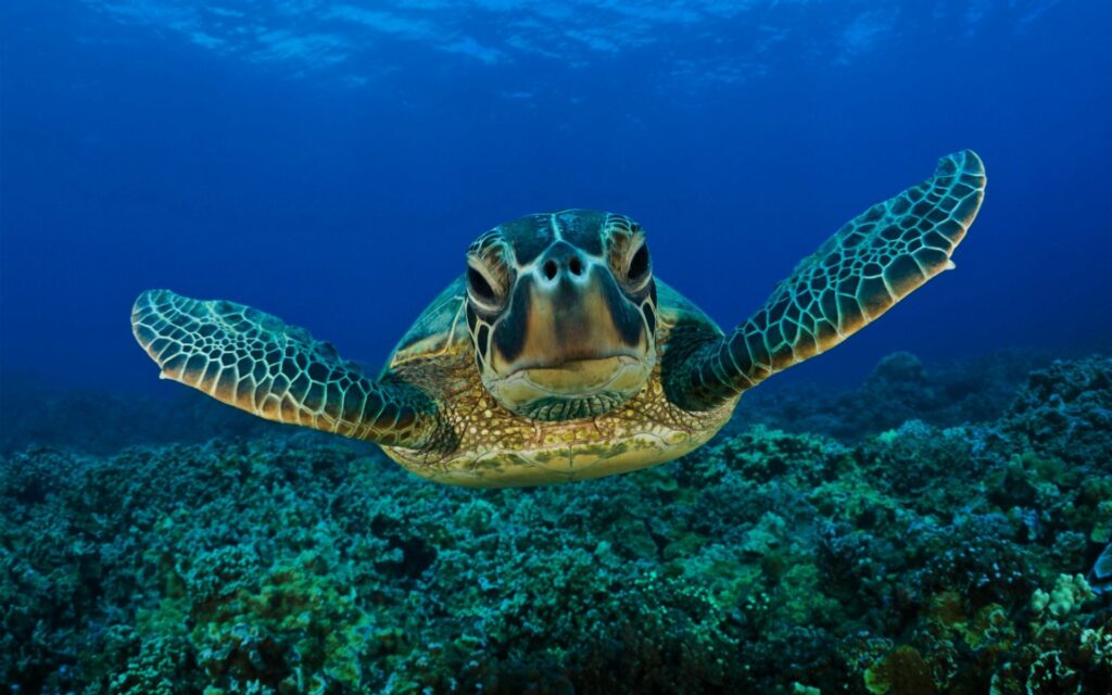 Majestic Turtle Underwater Wallpaper: Vibrant Ocean Scene