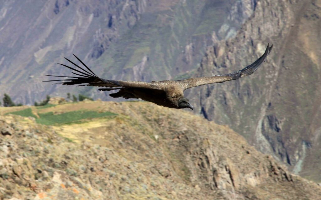 Majestic Vulture Soars Over Rugged Mountains: Nature’s Beauty Captured Wallpaper