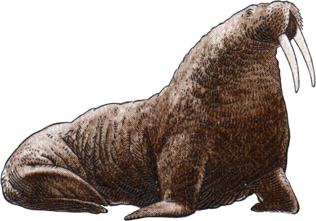 Majestic Walrus Wallpaper: Detailed Tusks & Textured Fur Design