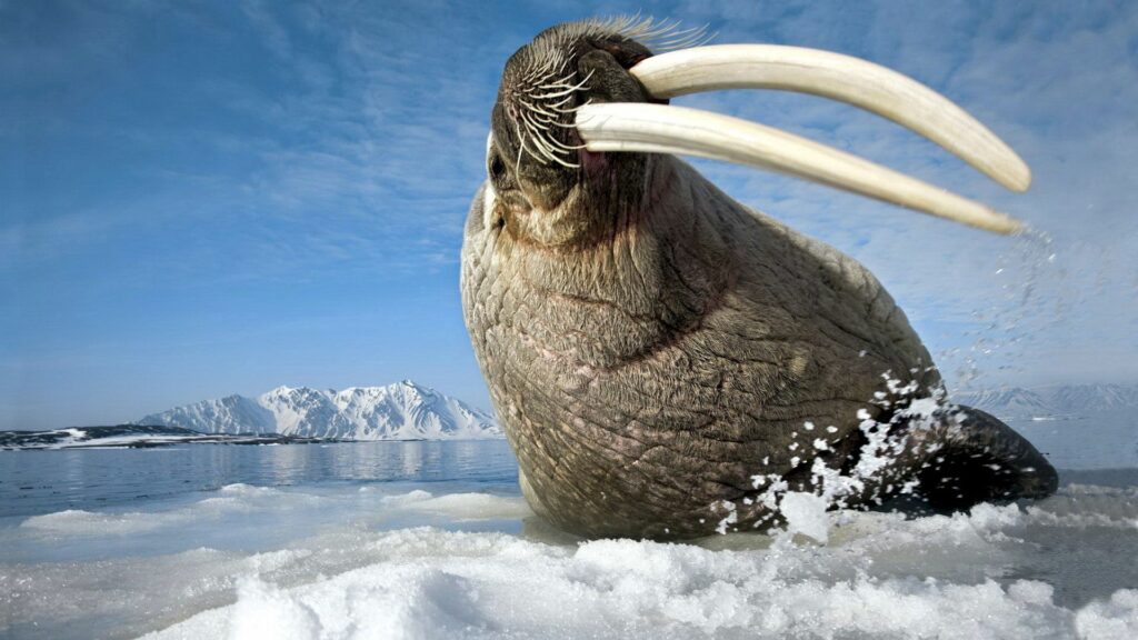 Majestic Walrus Wallpaper: Serene Arctic Scene with Icy Mountains