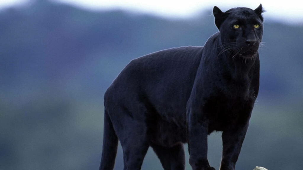 Graceful and Watchful: Majestic Black Panther in Focus, Set Against a Blurred Backdrop Wallpaper