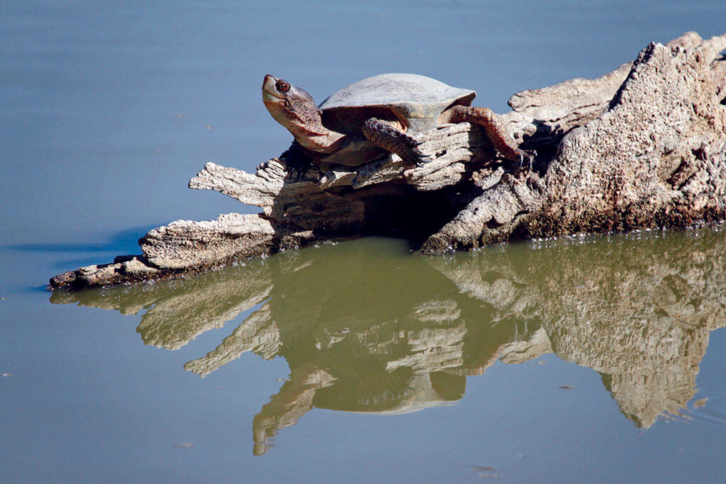 Majestic Water Turtle Basking on Log - Serene Nature Wallpaper