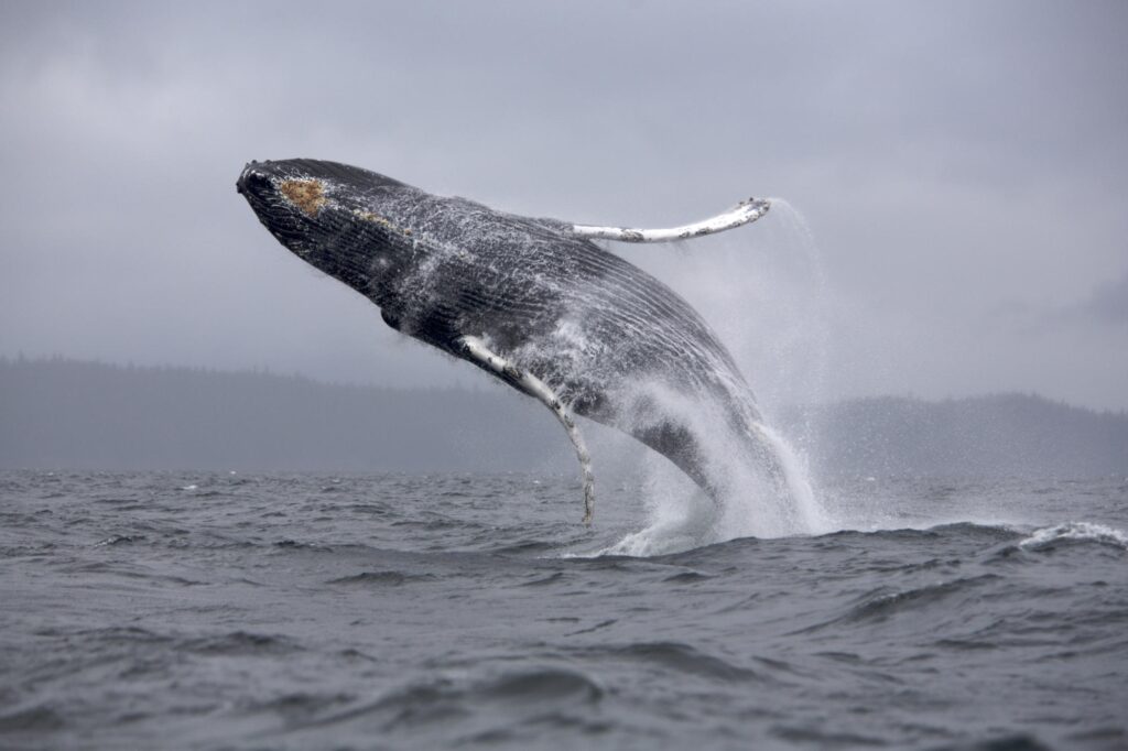 Majestic Whale Breaching Wallpaper: Stunning Ocean & Cloudy Sky Background