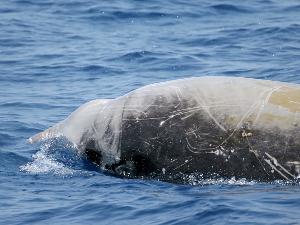 Majestic gray whale swimming beneath sunlit deep blue sea with shimmering textured skin Wallpaper