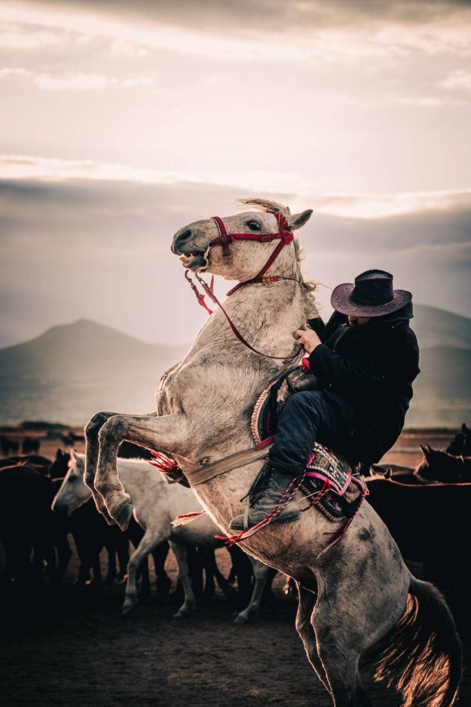 Majestic white horse rearing at sunset with horseman in dark attire dramatic rustic wallpaper