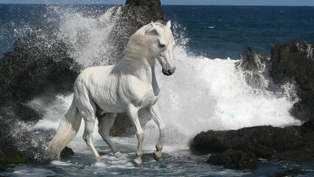 Majestic White Horse on Rugged Rocks - Stunning 1920x1080 Wallpaper