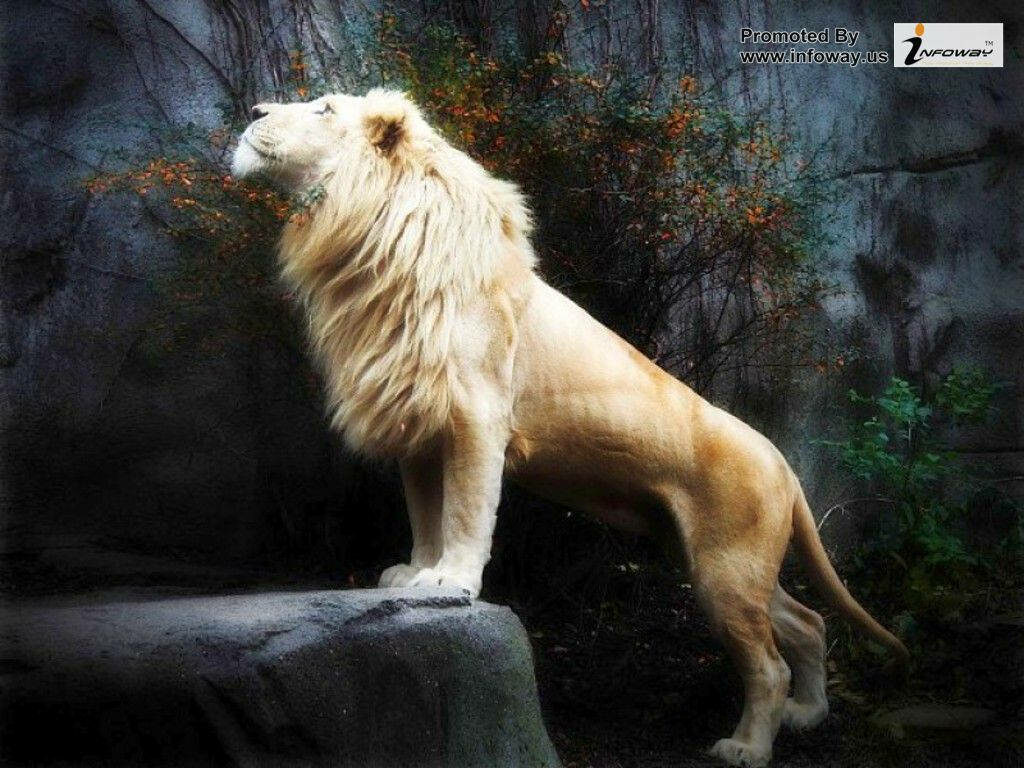 Majestic White Lion Wallpaper: Regal Stance on Rocky Ledge