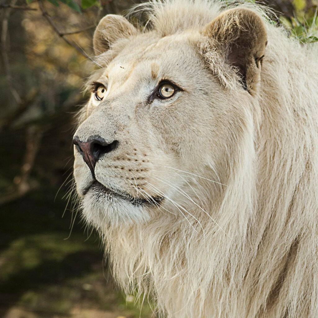 Majestic White Lion Wallpaper: Strength & Grace for Wild Decor
