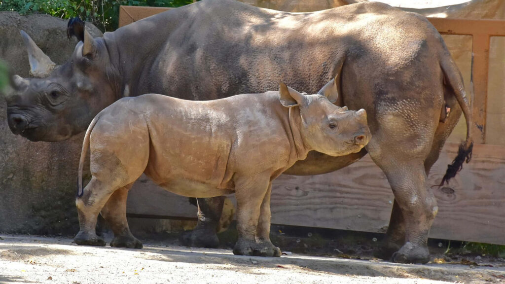 Majestic Mother & Calf White Rhinoceroses in Zoo Habitat Wallpaper