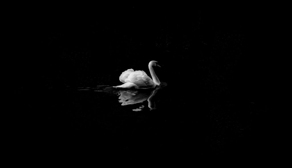 Swan Song: A Charming Low-Light Wallpaper of a White Swan on a Clear Reflection Against a Dark Black Lake Background
