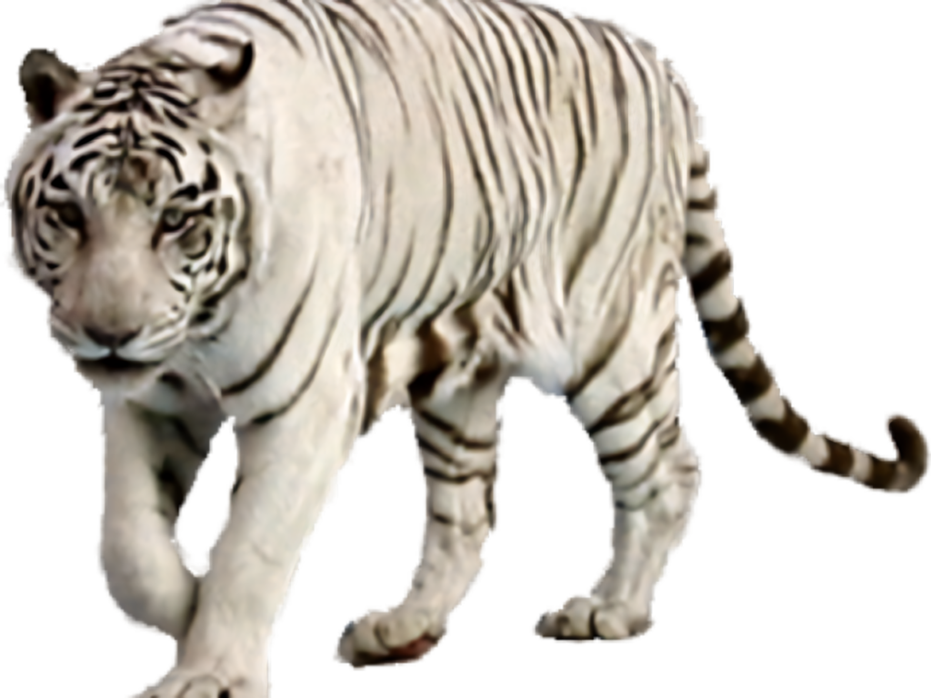 Majestic White Tiger Walking Pose on Transparent Background Wallpaper