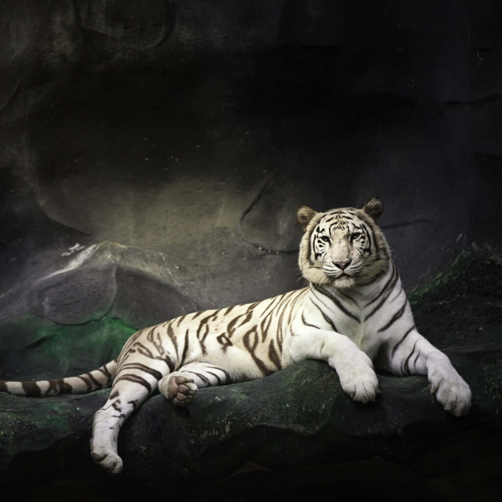 Majestic White Tiger Wallpaper: Serene Stripes on Dark Rocky Background
