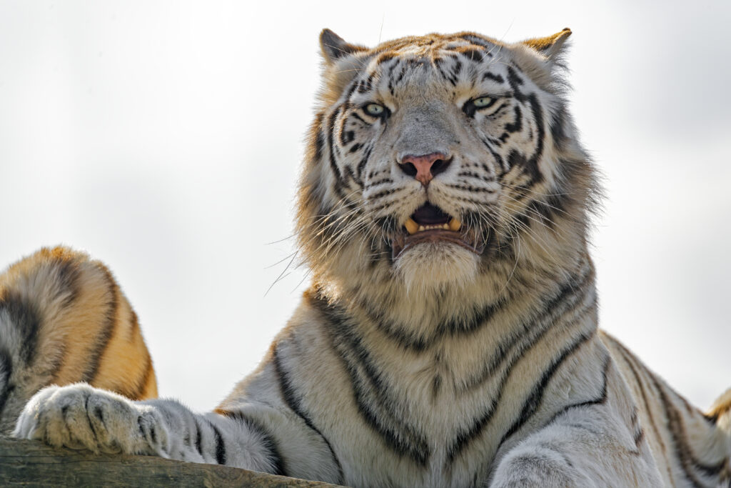 Majestic White Tiger Wallpaper: Fierce Beauty in Nature’s Canvas