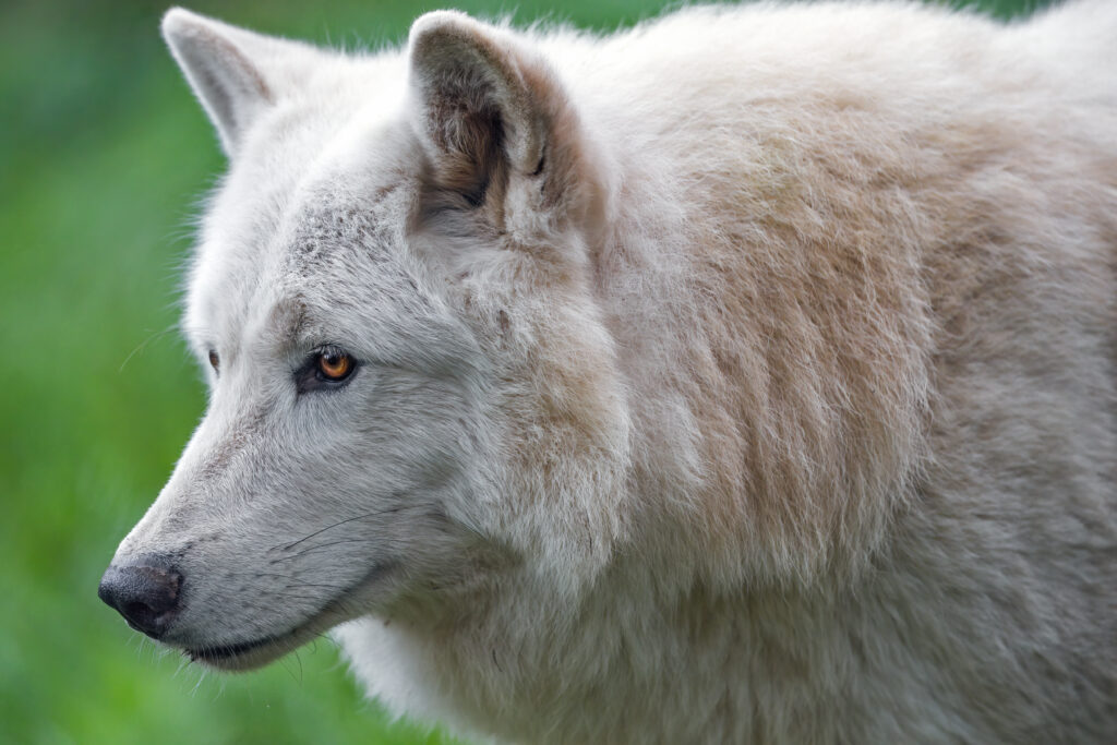 Majestic White Wolf Wallpaper: Serenity of a Wild Predator