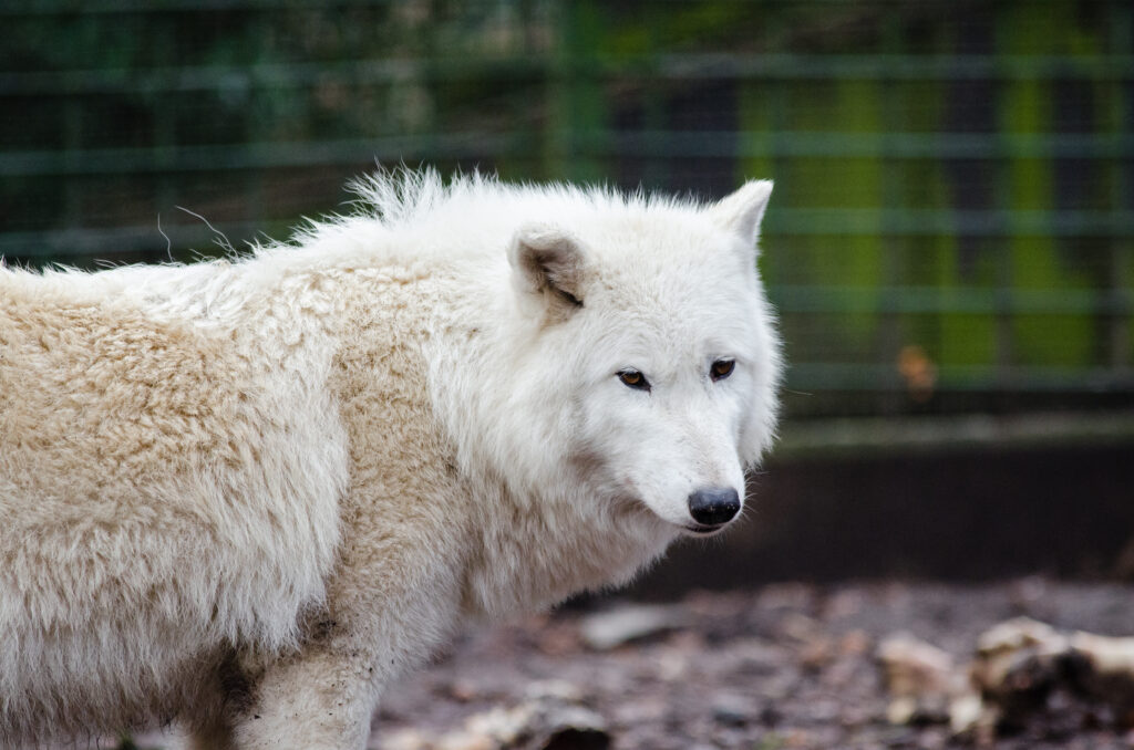 Majestic White Wolf Wallpaper: Intense Gaze in Natural Setting