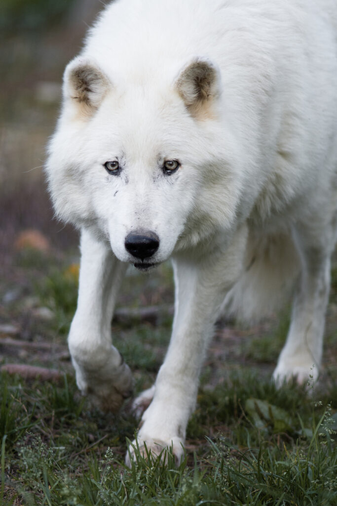 Majestic White Wolf Prowling Through Nature - Stunning Wallpaper