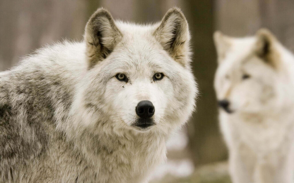 Majestic White Wolves Wallpaper: Captivating Bokeh and Detailed Fur