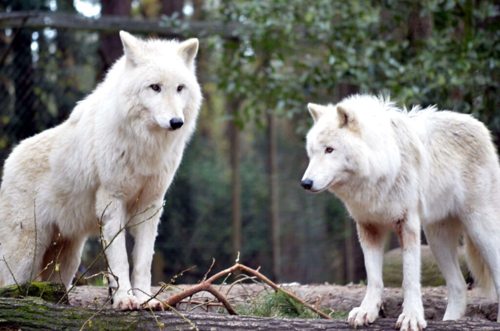 Majestic White Wolves in Lush Green Forest Wallpaper - Serene Background