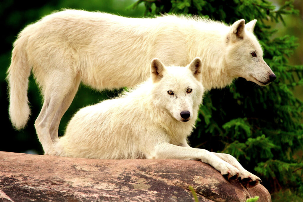 Majestic White Wolves in Lush Forest: Strength & Serenity Wallpaper