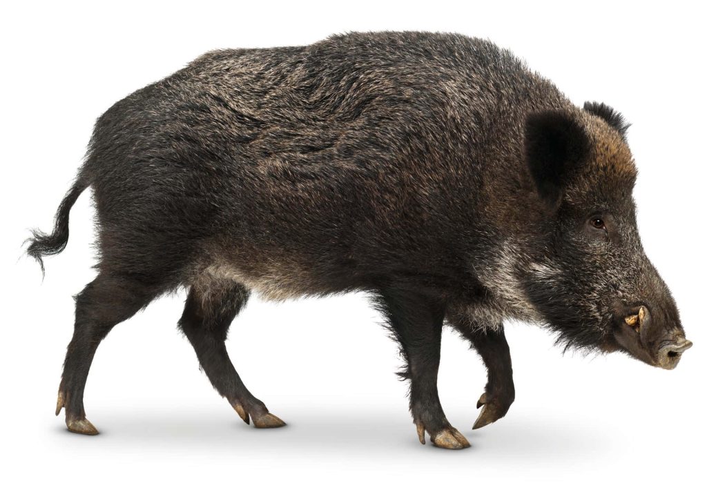 Majestic wild boar with dark fur and tusks walking isolated on white background wildlife wallpaper