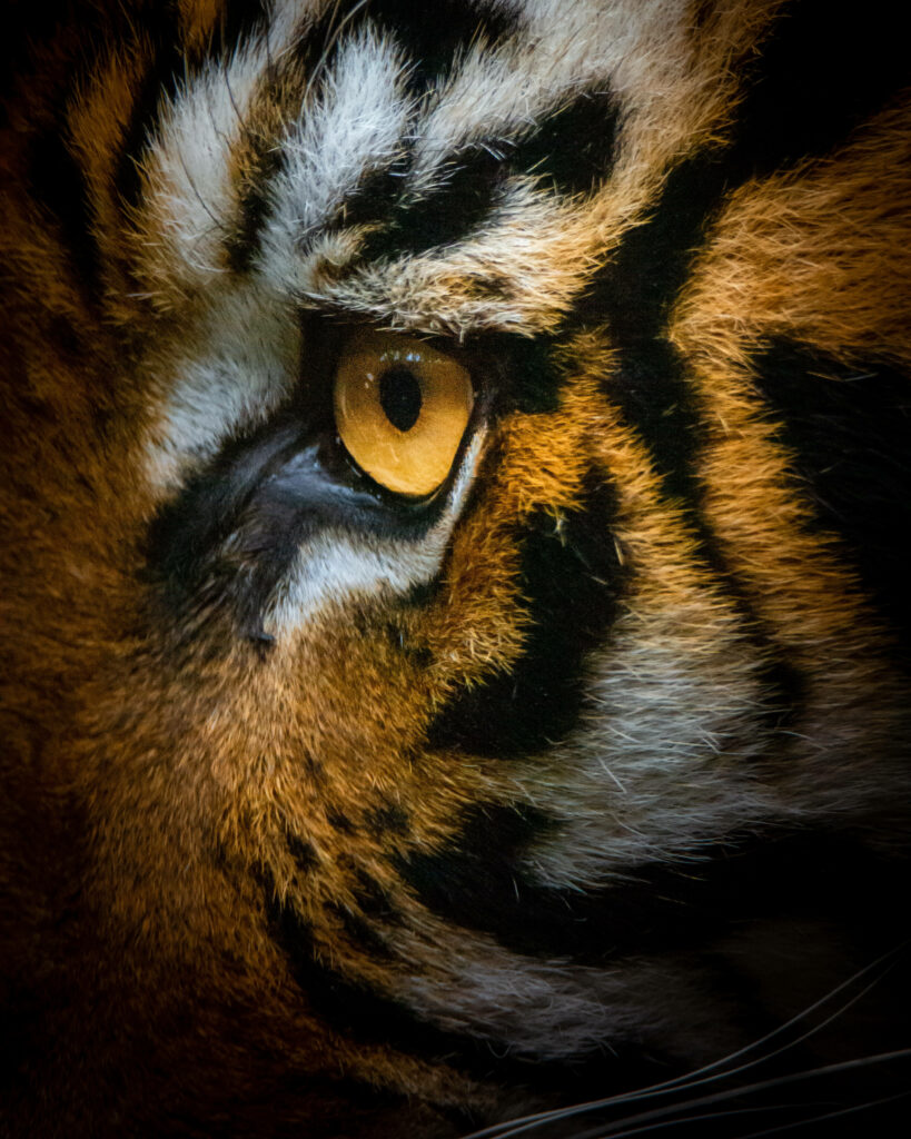 Majestic Tiger Wallpaper: Close-Up of Vibrant Fur & Intense Gaze