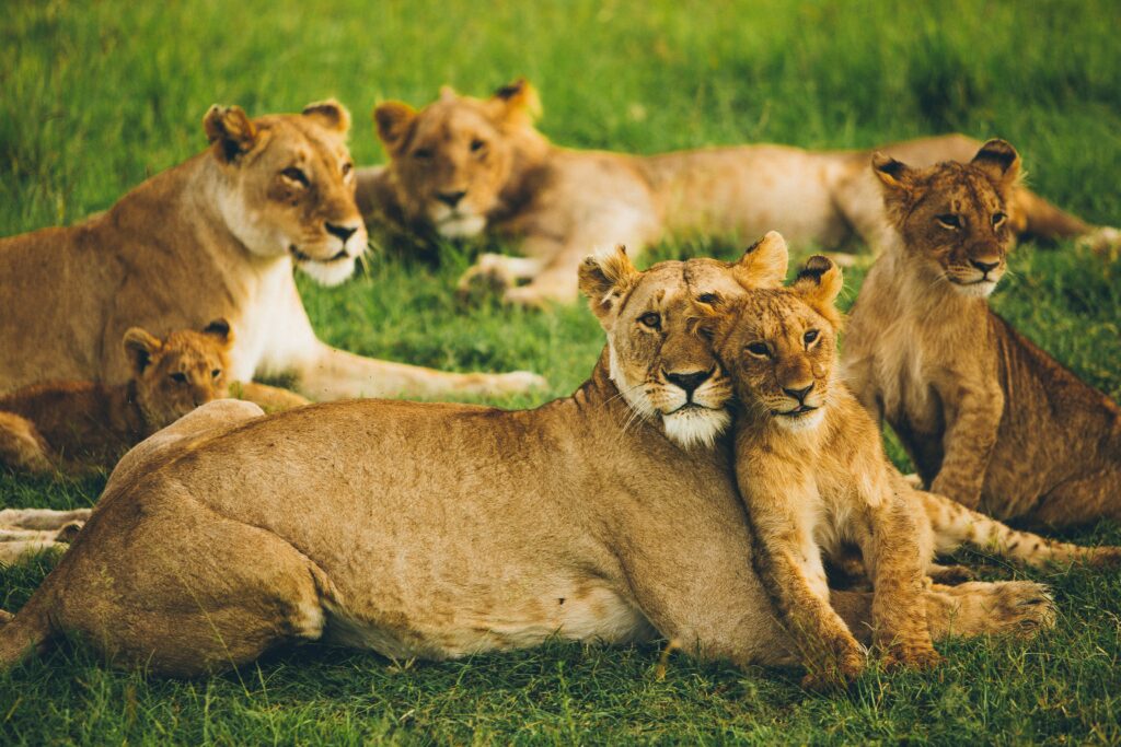 Majestic Lioness & Cub: A Heartwarming Family Wildlife Wallpaper