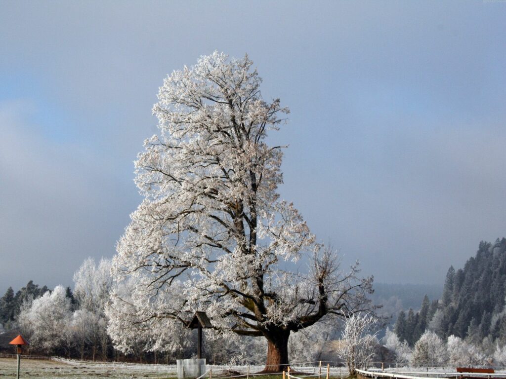 Majestic tree with half frosted branches in snowy winter landscape under cloudy sky wallpaper