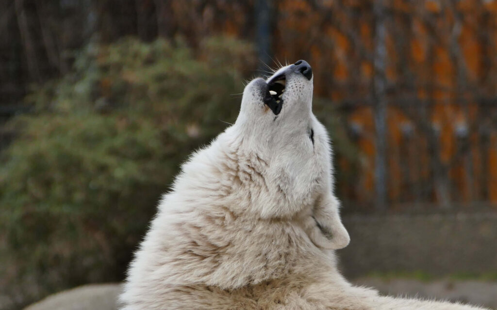 Majestic Wolf Howling Wallpaper: Nature's Beauty & Mystique