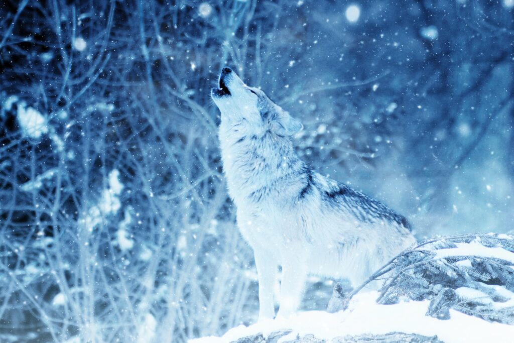 Majestic Howling Wolf in Winter Landscape - Ethereal Wallpaper
