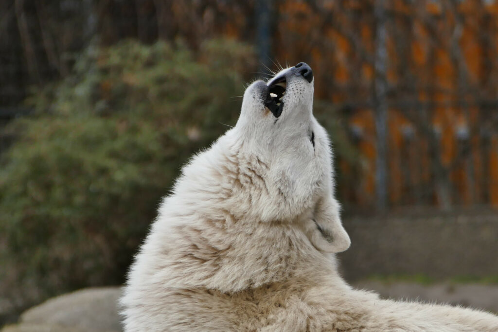 Majestic White Wolf Howling - High-Resolution Wildlife Wallpaper