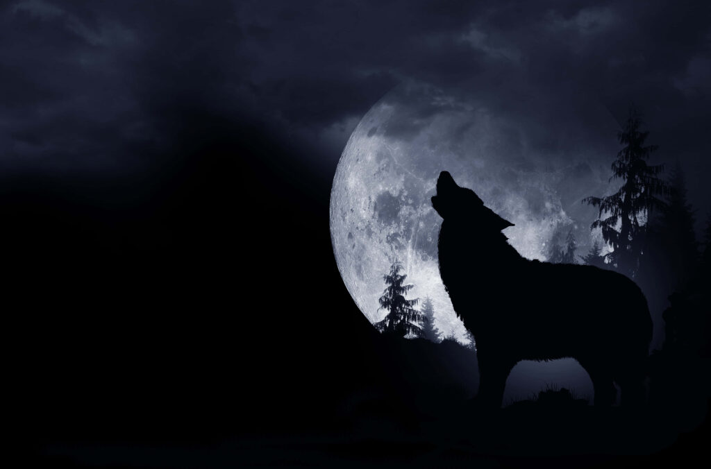 Majestic Lone Wolf Howling at Sunset - Captivating Wilderness Wallpaper
