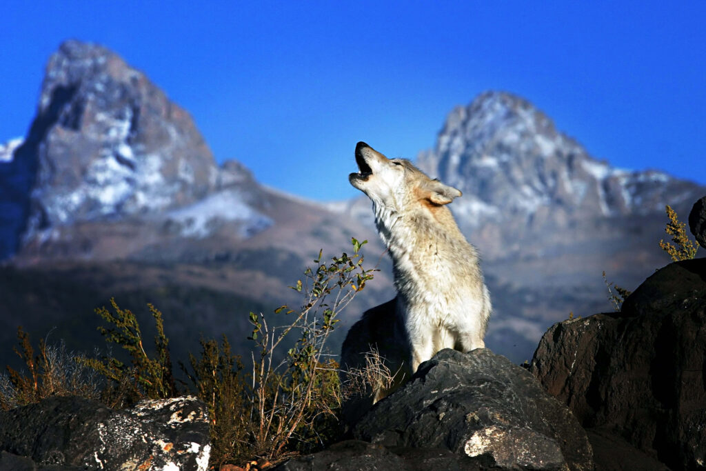 Majestic Wolf Howling in Serene Snowy Mountain Landscape Wallpaper